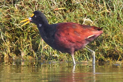 Northern Jacana Picture @ Kiwifoto.com