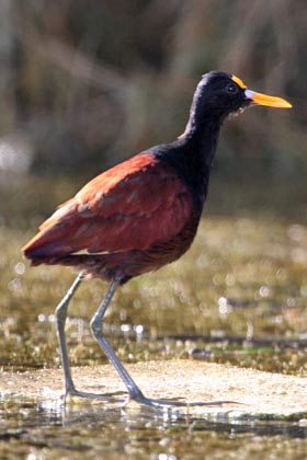 Northern Jacana Image @ Kiwifoto.com