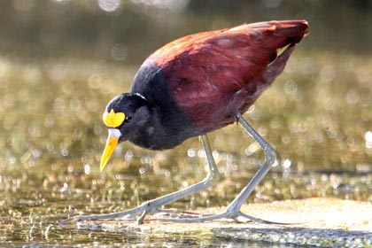 Northern Jacana Picture @ Kiwifoto.com