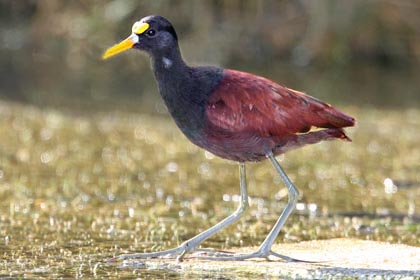 Northern Jacana