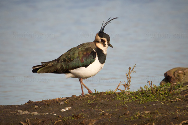 Northern Lapwing