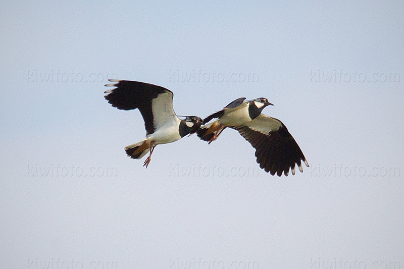 Northern Lapwing Picture @ Kiwifoto.com