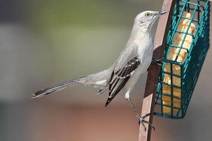 Northern Mockingbird Picture @ Kiwifoto.com