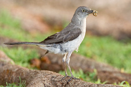 Northern Mockingbird Picture @ Kiwifoto.com