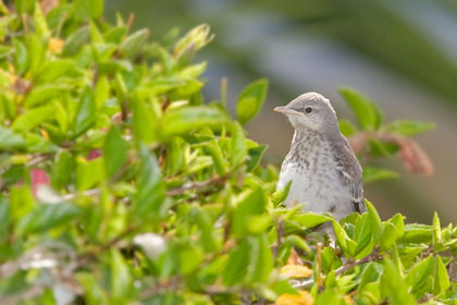 Northern Mockingbird (juvenile)