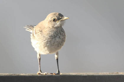 Northern Mockingbird (juvenile)