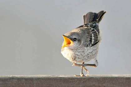 Northern Mockingbird (juvenile)