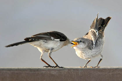 Northern Mockingbird (juvenile)