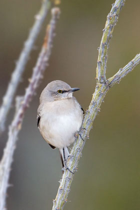 Northern Mockingbird Image @ Kiwifoto.com