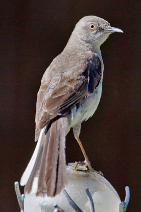 Northern Mockingbird Picture @ Kiwifoto.com