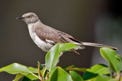 Northern Mockingbird Picture @ Kiwifoto.com