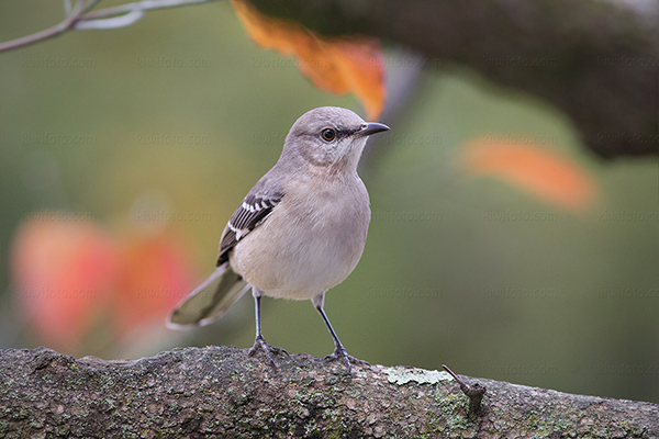 Northern Mockingbird