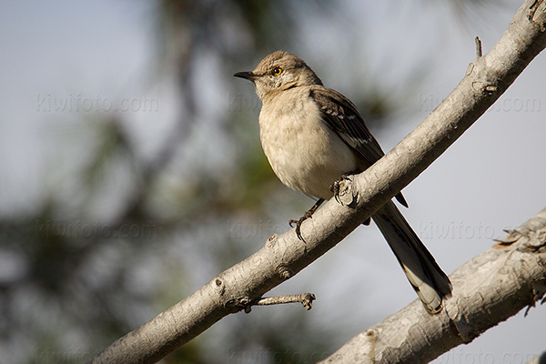 Northern Mockingbird Picture @ Kiwifoto.com