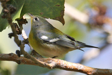 Northern Parula Picture @ Kiwifoto.com