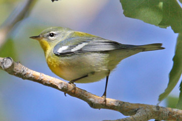 Northern Parula Photo @ Kiwifoto.com