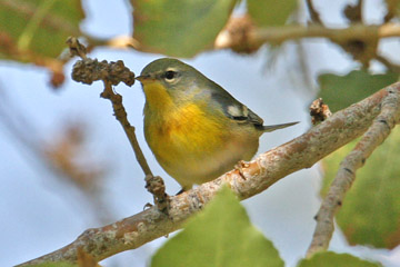 Northern Parula Image @ Kiwifoto.com