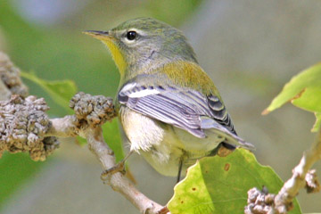 Northern Parula Photo @ Kiwifoto.com