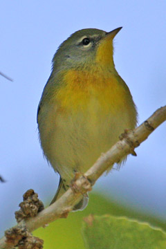 Northern Parula Picture @ Kiwifoto.com