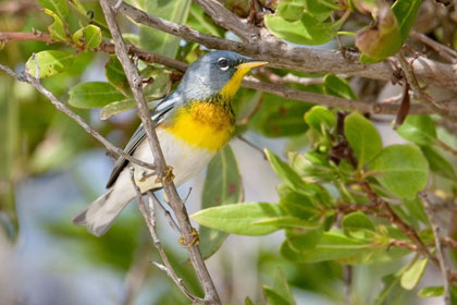 Northern Parula Picture @ Kiwifoto.com