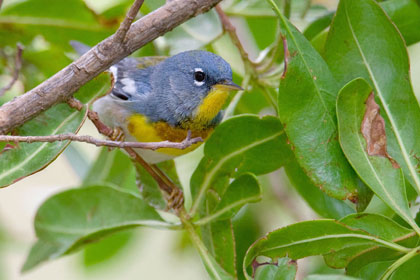 Northern Parula Image @ Kiwifoto.com