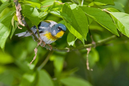 Northern Parula Photo @ Kiwifoto.com