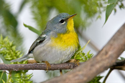 Northern Parula Picture @ Kiwifoto.com