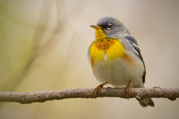 Northern Parula Image @ Kiwifoto.com