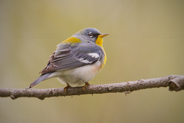 Northern Parula Image @ Kiwifoto.com