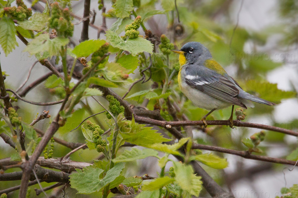 Northern Parula Picture @ Kiwifoto.com
