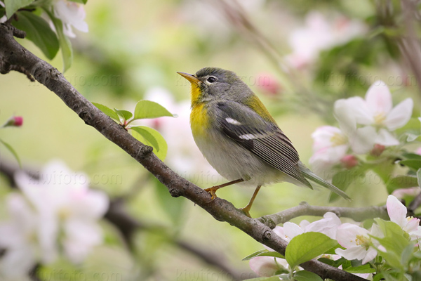 Northern Parula Picture @ Kiwifoto.com