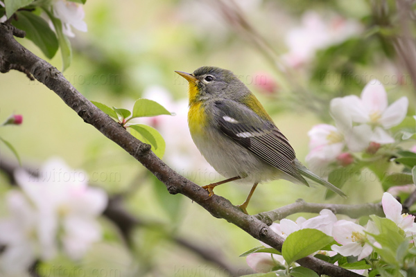 Northern Parula Image @ Kiwifoto.com