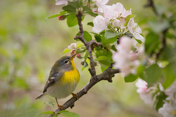 Northern Parula Picture @ Kiwifoto.com