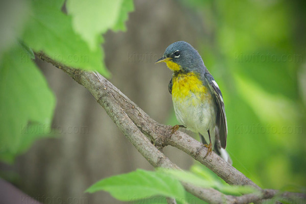 Northern Parula Picture @ Kiwifoto.com