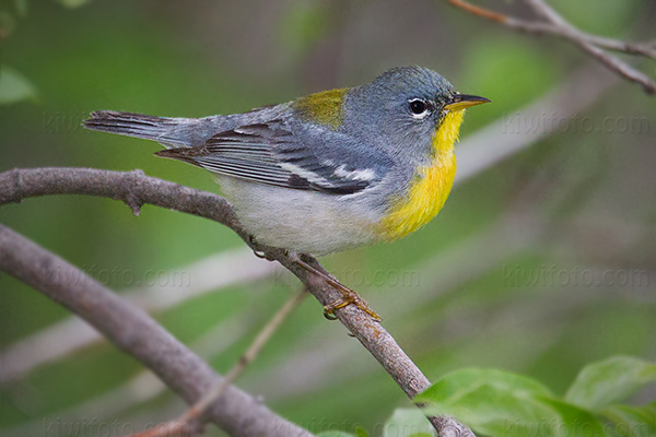 Northern Parula