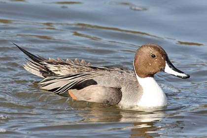 Northern Pintail Image @ Kiwifoto.com