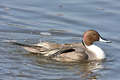 Northern Pintail Photo @ Kiwifoto.com