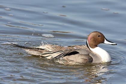 Northern Pintail Picture @ Kiwifoto.com