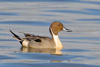 Northern Pintail