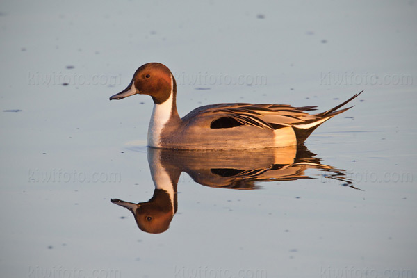 Northern Pintail