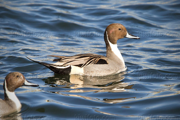 Northern Pintail Photo @ Kiwifoto.com