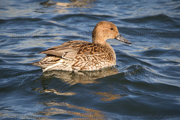 Northern Pintail Photo @ Kiwifoto.com