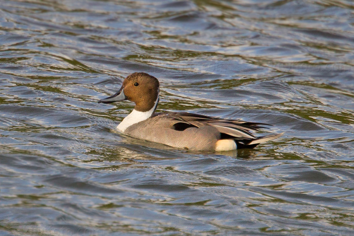 Northern Pintail Photo @ Kiwifoto.com