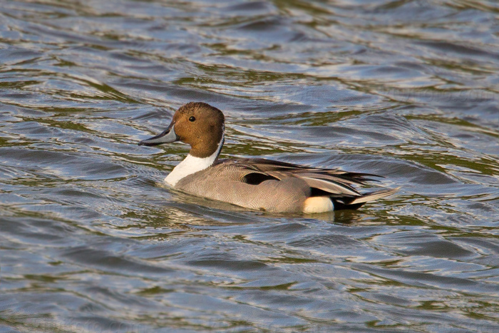 Northern Pintail Image @ Kiwifoto.com