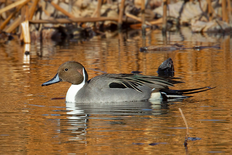 Northern Pintail Photo @ Kiwifoto.com