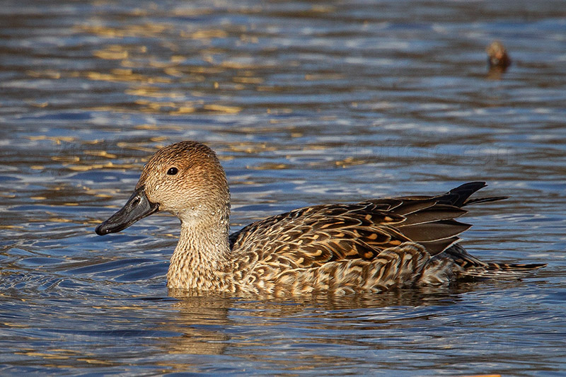 Northern Pintail Photo @ Kiwifoto.com