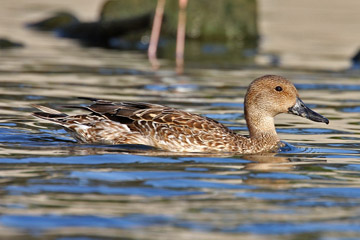 Northern Pintail Image @ Kiwifoto.com