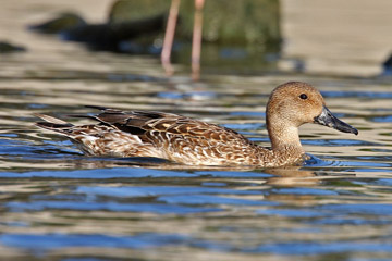 Northern Pintail Picture @ Kiwifoto.com