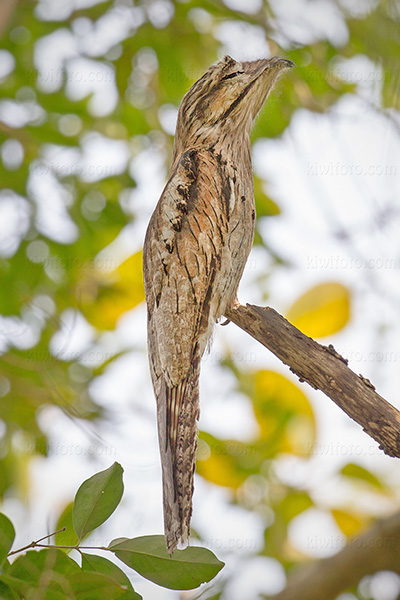 Northern Potoo Photo @ Kiwifoto.com