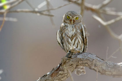 Northern Pygmy-owl (Mountain Pygmy-owl)