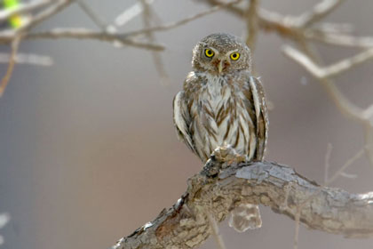 Northern Pygmy-owl